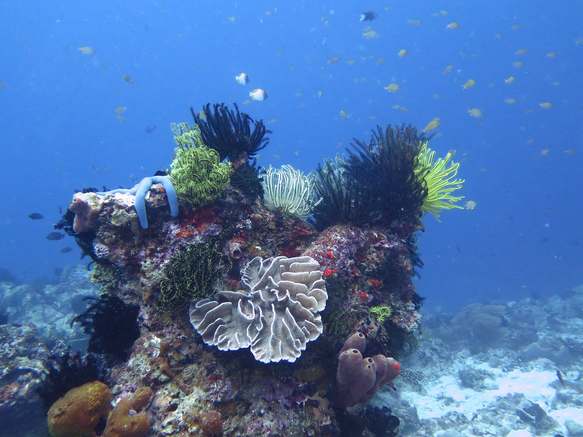Apo Island diving Philippines
